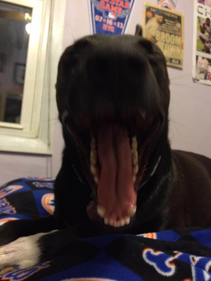 dog yawning