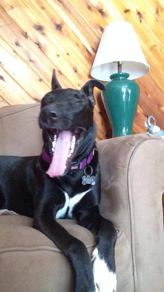 yawning dog