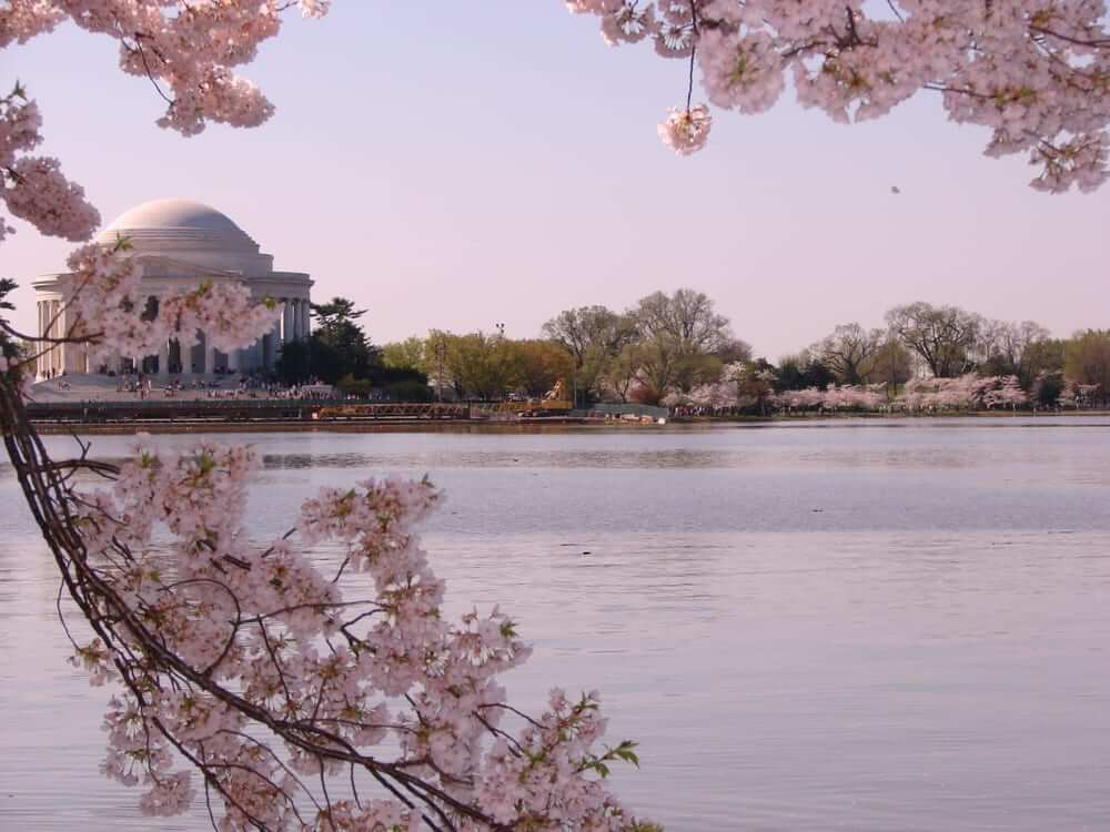 cherry blossom festival d.c.