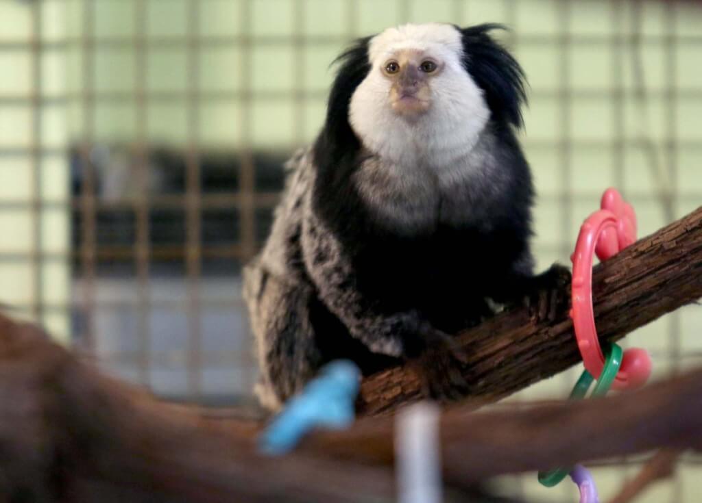 Geoffery’s marmoset