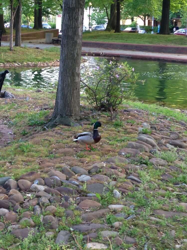 southwest duck pond d.c.