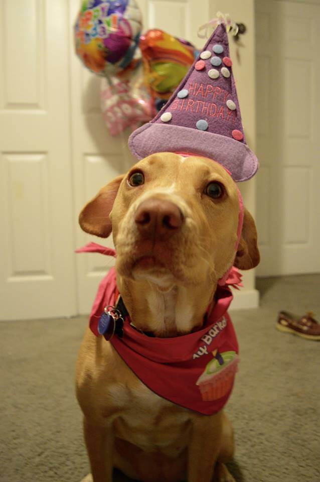 birthday funny dog pictures