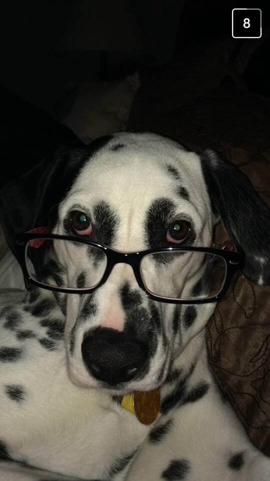 glasses funny dog pictures