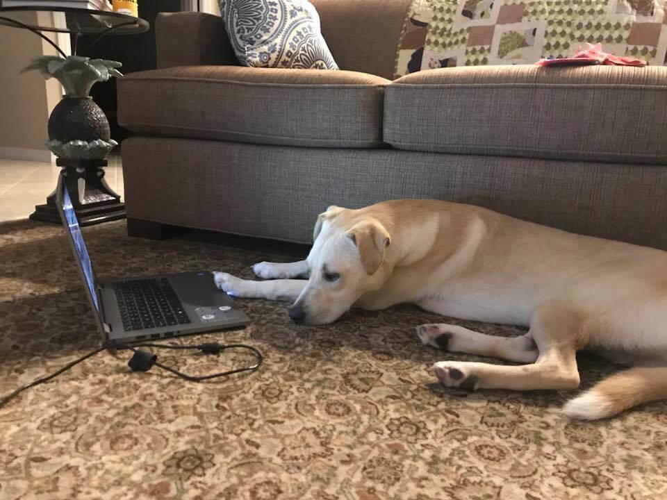 laptop funny dog pictures