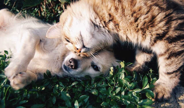 This cat and dog duo are the cutest cuddle buddies ever.