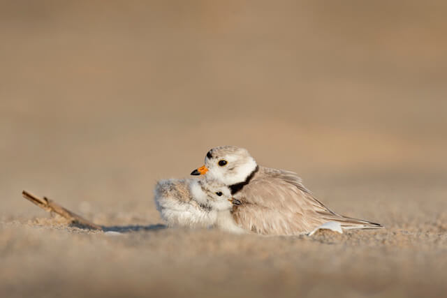 cuddle buddy birds