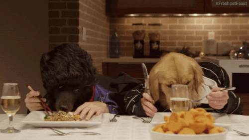 dogs eating bc dining