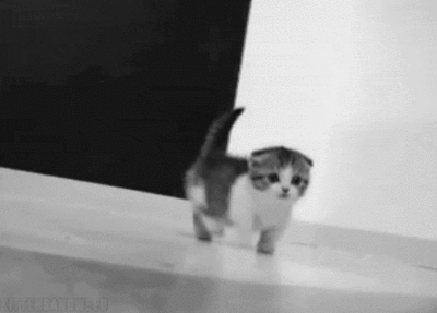 giphy (4)