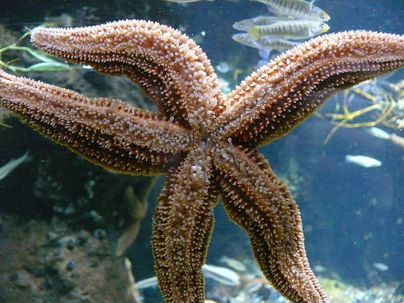 800px-Starfish_Underside_New_England_Aquarium_Boston