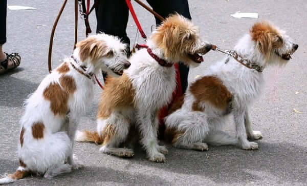 dog walker best jobs for college students