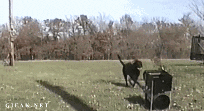 http://i.giphy.com/uEh83kThEwNpe.gif