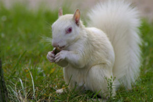albino squirrel