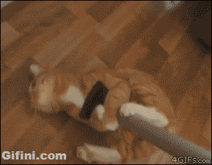 www.giphy.com
