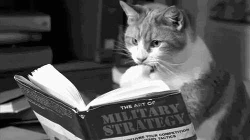 cat book