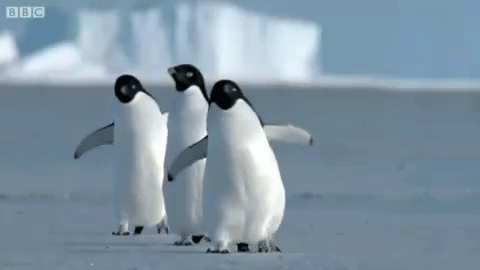 giphy.com