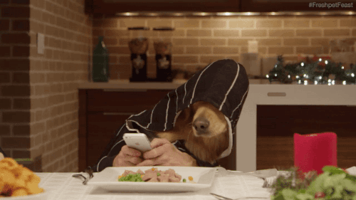 giphy.com