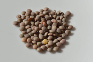 Pardina_lentils