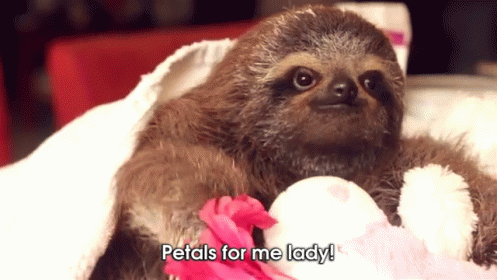 petals for me lady sloth gif
