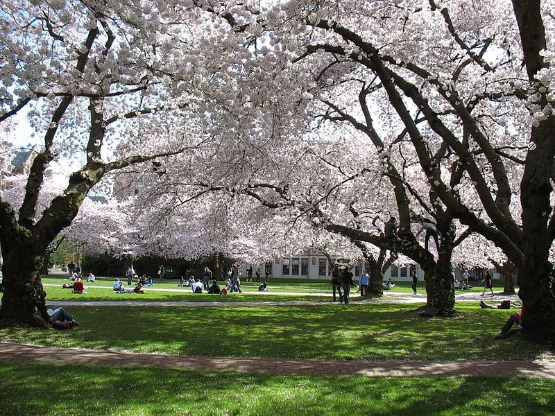 UW cherry blossoms