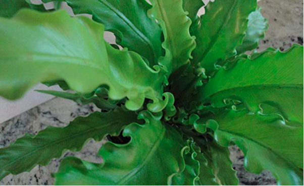 Bird's nest fern close up