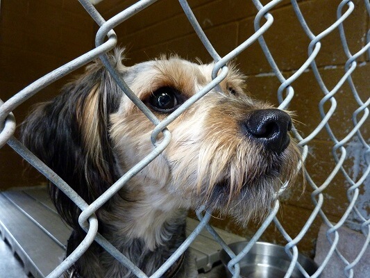 there are puppies waiting to be played with in walla walla valley shelters 