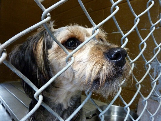 there are puppies waiting to be played with in walla walla valley shelters