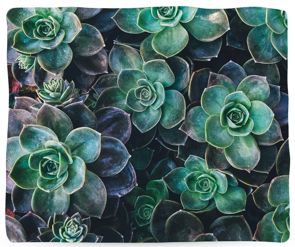 succulent blanket