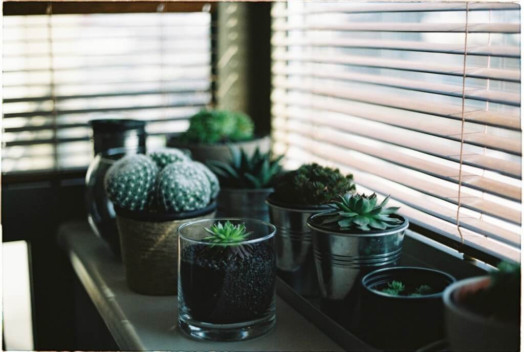 cacti