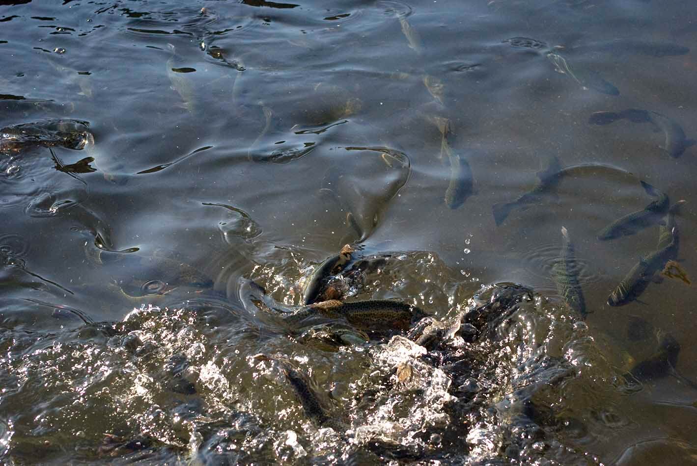 Luther College students enjoy trout fishing.