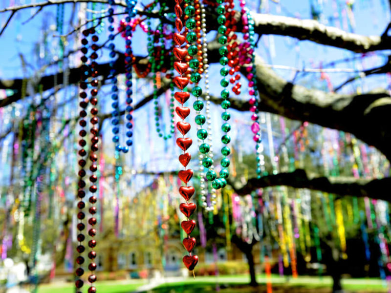 Mardi gras beads hanging from the tree at Tulane University