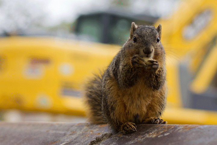 Cute squirrel munching on an acorn.