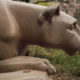 Penn State Nittany Lion statue