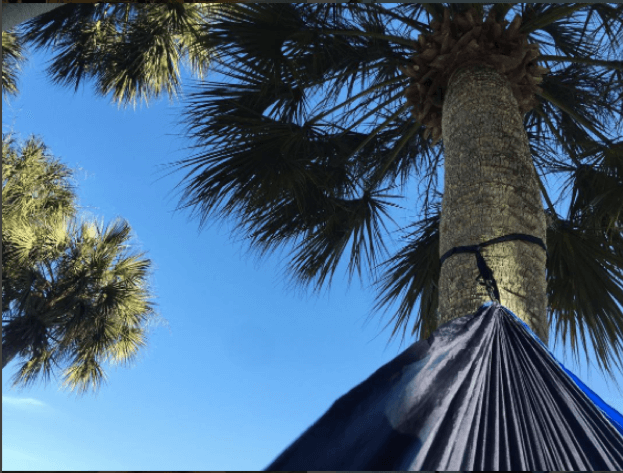 the view of a palm tree from a hammock