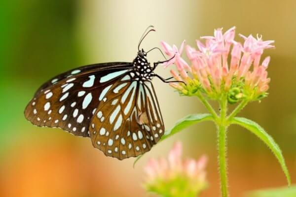 Gainesville Events: Butterfly Rainforest