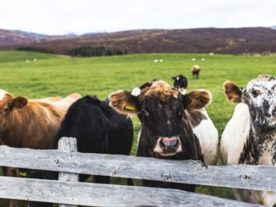 animal sciences majors sometimes learn about cows and farming