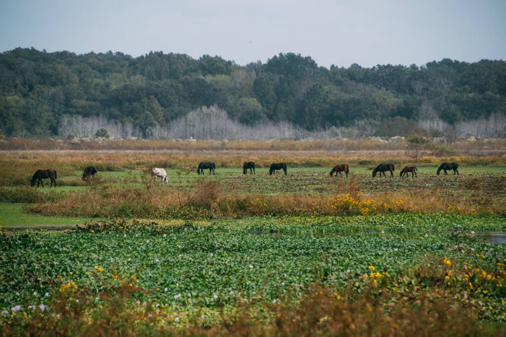 Paynes Prairie Preserve State Park