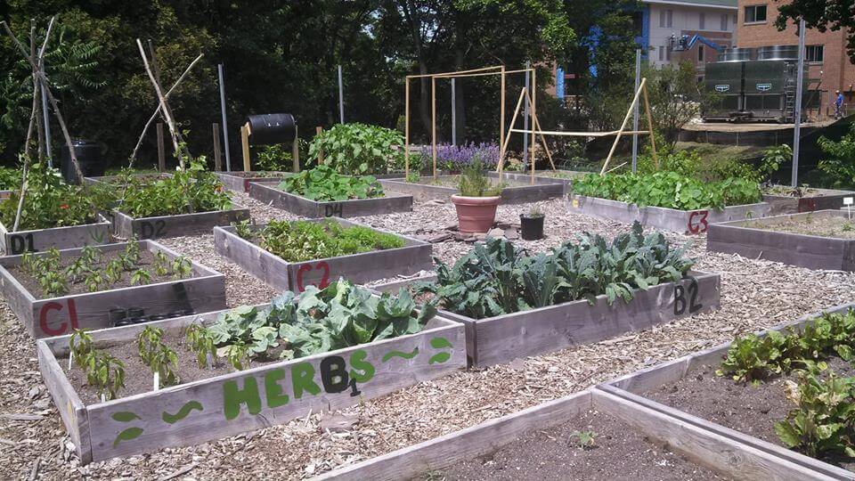 American University Community Garden