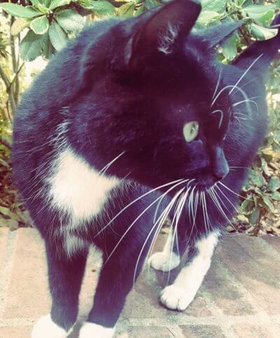 Black and white Powell Cat