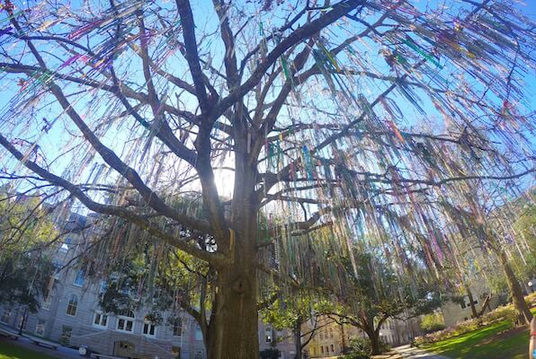 Bead Tree in Tulane University in New Orleans