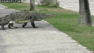 out-of-state UF gators