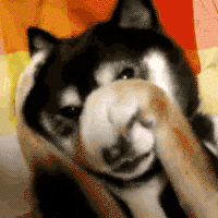 dog is embarrassed gif