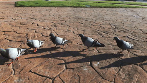 pigeons following the leader gif