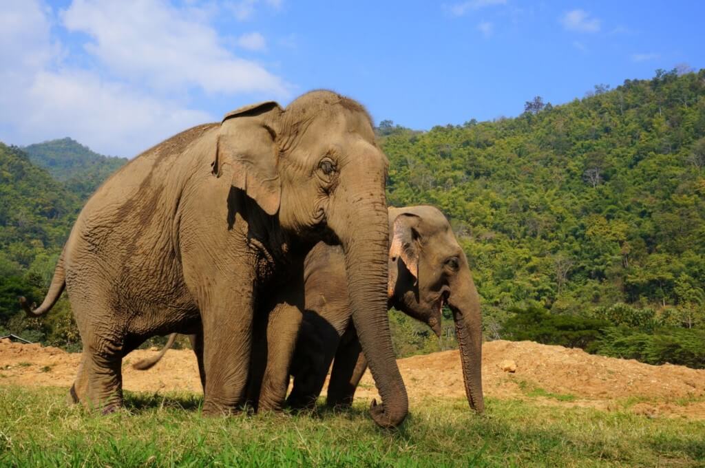 thailand trip elephant