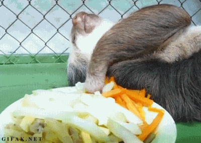 hungry sloth eating