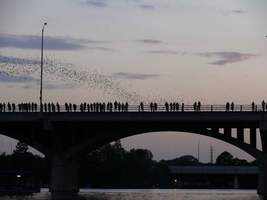 Congress Avenue Bridge is something free and fun to do in Austin, Texas.