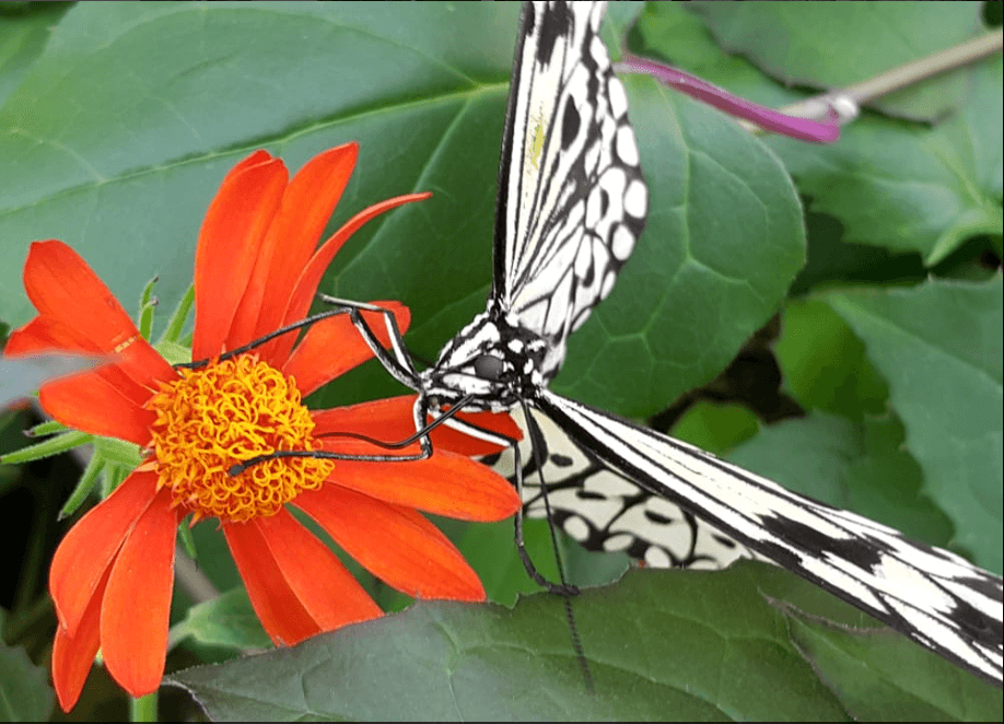 peggy notebaert nature museum chicago