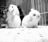 15 Cute Animal Gifs to Brighten Up Your Day ⋆ College Magazine