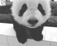 The Most Aww-Inspiring Cute Animals In GIFs