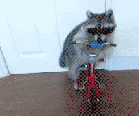 Adorable Animal Gifs That Are Packed With Cuteness - Animal Gifs - gifs - funny animals - funny gifs