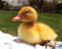 cute duck 